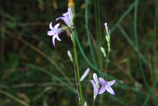 Campanula rapunculus